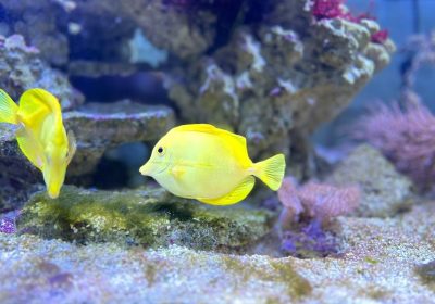 6 Ways to Protect Your Coral Collection from Destructive Pests